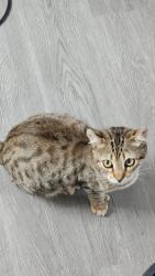 Lost Female Cat last seen Walnut and Hardwick, Long Beach, CA 90807