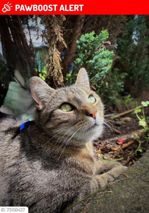 Lost Male Cat last seen Whalley Road, Heywood, Greater Manchester, England OL10 3JQ