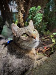 Lost Male Cat last seen Whalley Road, Heywood, Greater Manchester, England OL10 3JQ