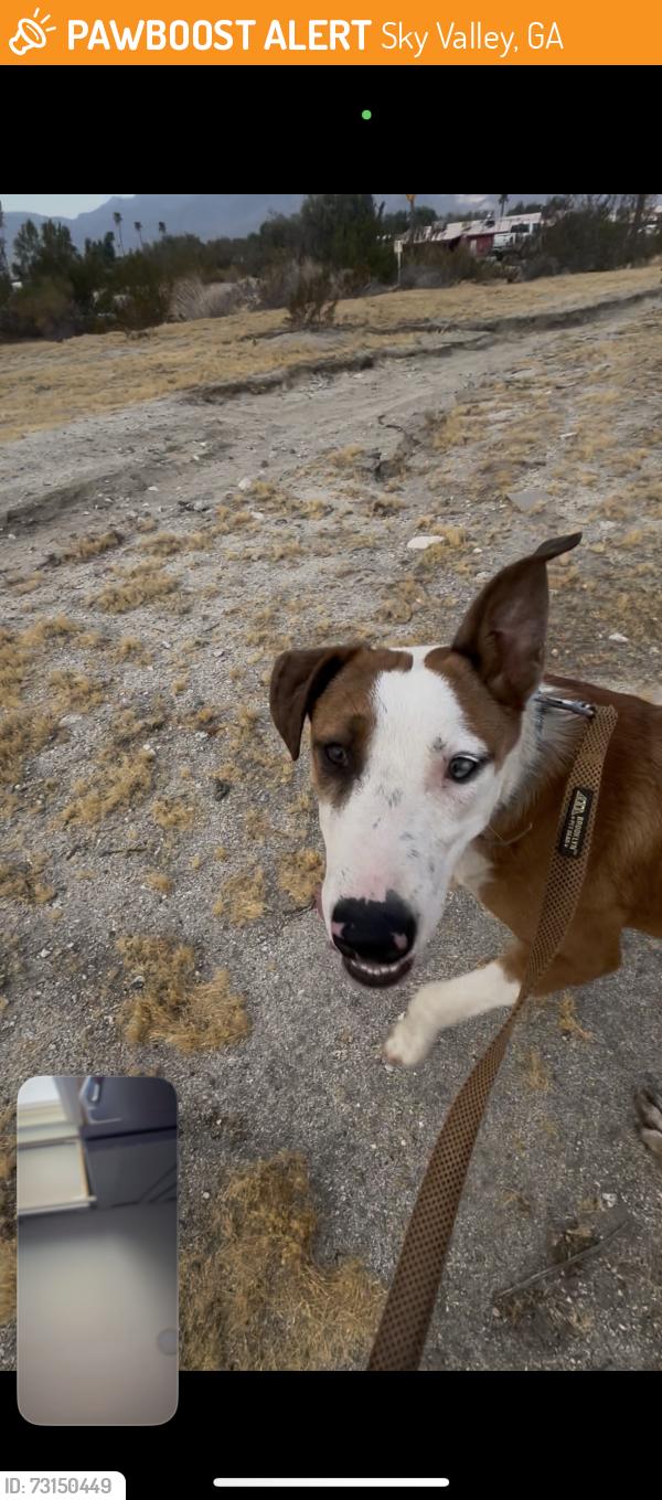 Found/Stray Male Dog last seen In neighborhood, Sky Valley, GA 30537
