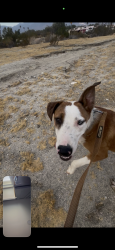 Found/Stray Male Dog last seen In neighborhood, Sky Valley, GA 30537