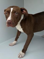 Shelter Stray Female Dog last seen Midwest City, 8485 E Reno Ave, Midwest City, OK 73110, USA