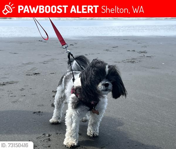 Lost Female Dog last seen Arcadia and Tj Lane, Shelton, WA 98584