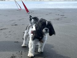 Lost Female Dog last seen Arcadia and Tj Lane, Shelton, WA 98584