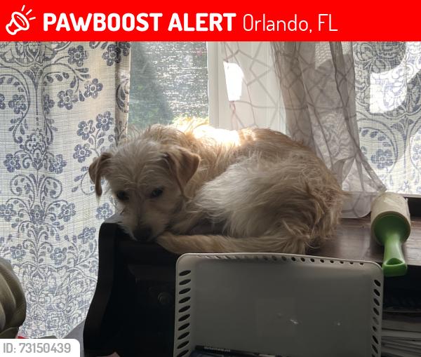 Lost Male Dog last seen Conway garden Rd, Orlando FL, Orlando, FL 32806
