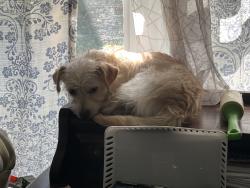 Lost Male Dog last seen Conway garden Rd, Orlando FL, Orlando, FL 32806