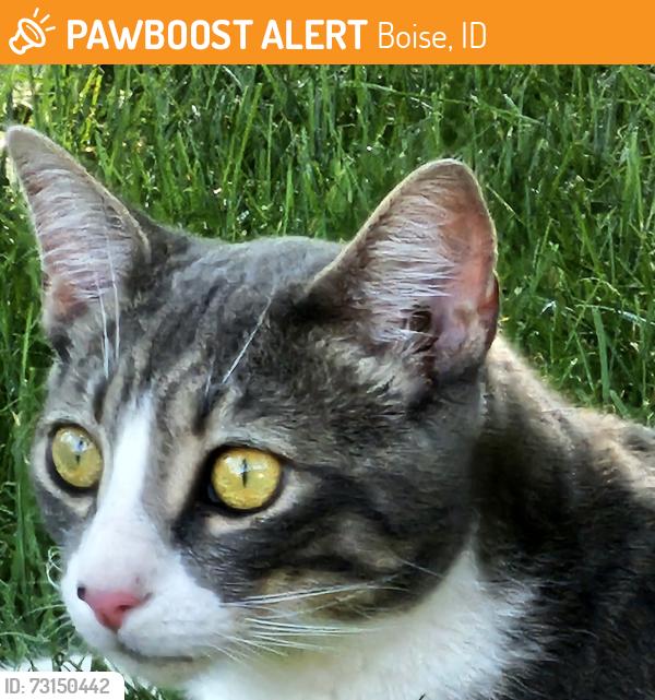 Found/Stray Unknown Cat last seen Boise Ave/Law, Boise, ID 83706
