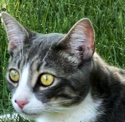 Found/Stray Unknown Cat last seen Boise Ave/Law, Boise, ID 83706