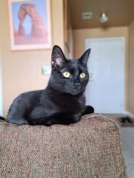 Reunited Female Cat last seen Arrowwood drive and fendwood, Highlands Ranch, CO 80130