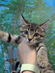 Shelter Stray Female Cat last seen Bexar County, 3353 Morningside Dr, New Braunfels, TX 78132, USA