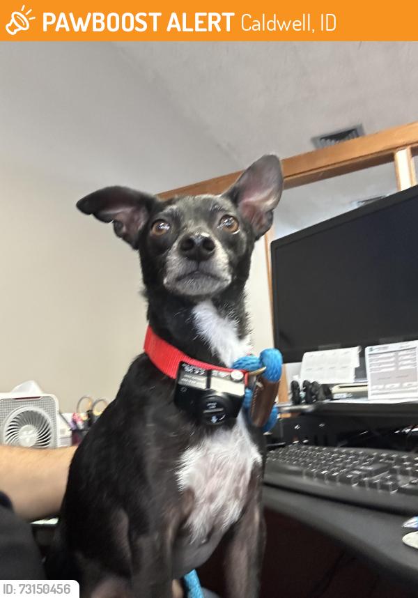 Found/Stray Male Dog last seen Linder and Middleton, Caldwell, ID 83687