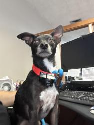 Found/Stray Male Dog last seen Linder and Middleton, Caldwell, ID 83687