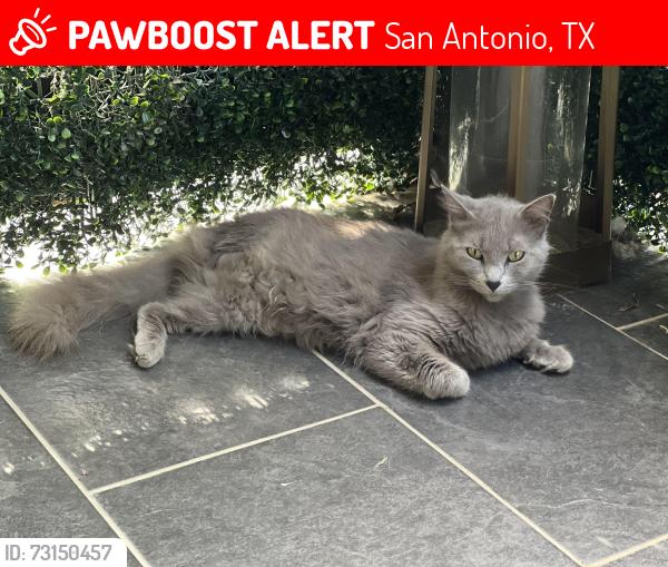 Lost Female Cat last seen Pine st, San Antonio, TX 78203