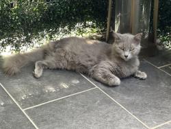 Lost Female Cat last seen Pine st, San Antonio, TX 78203