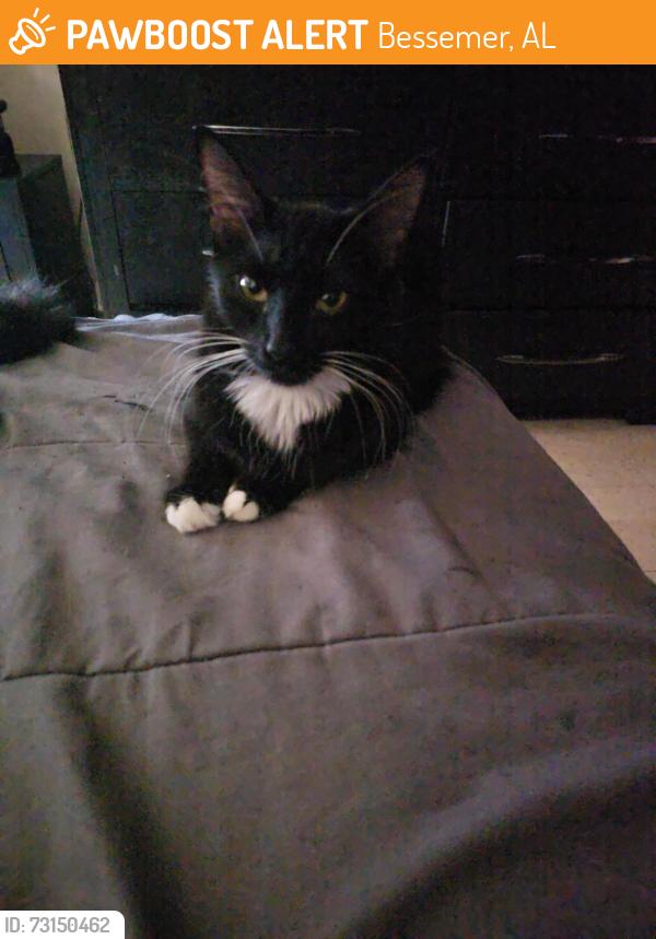 Found/Stray Female Cat last seen Cracker barrel, Bessemer, AL 35020