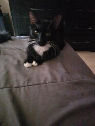 Found/Stray Female Cat last seen Cracker barrel, Bessemer, AL 35020