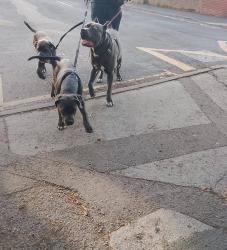 Lost Male Dog last seen Cv12dh, West Midlands, England CV1 2DX