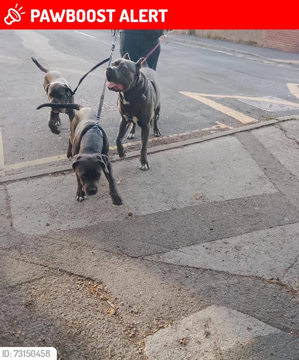Lost Male Dog last seen Cv12dh, West Midlands, England CV1 2DX
