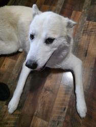 Reunited Female Dog last seen 47th Street S and Hydraulic, Wichita, KS 67216