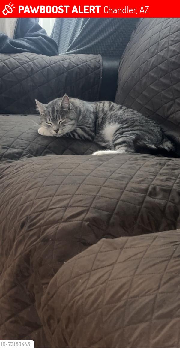 Lost Female Cat last seen Galbeston Arizona tulsa, Chandler, AZ 85225