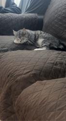 Lost Female Cat last seen Galbeston Arizona tulsa, Chandler, AZ 85225