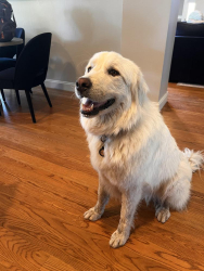 Lost Female Dog last seen Clovis Ave & Sierra Ave, Clovis, CA 93619