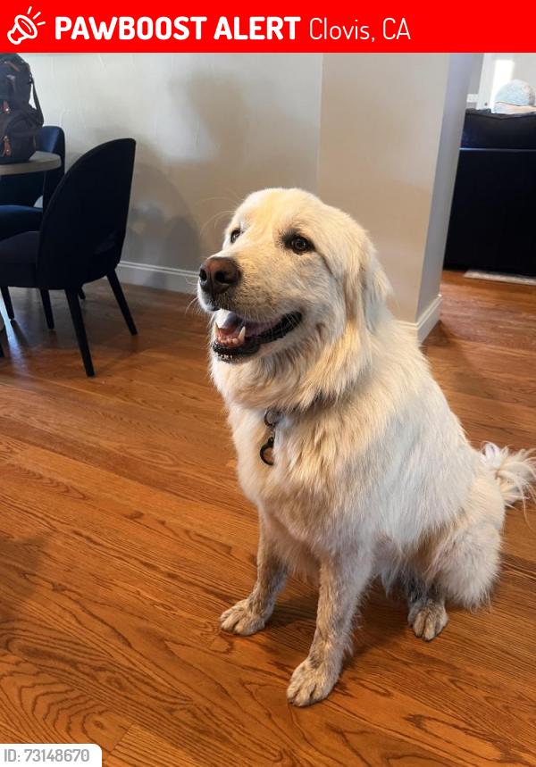 Lost Female Dog last seen Clovis Ave & Sierra Ave, Clovis, CA 93619