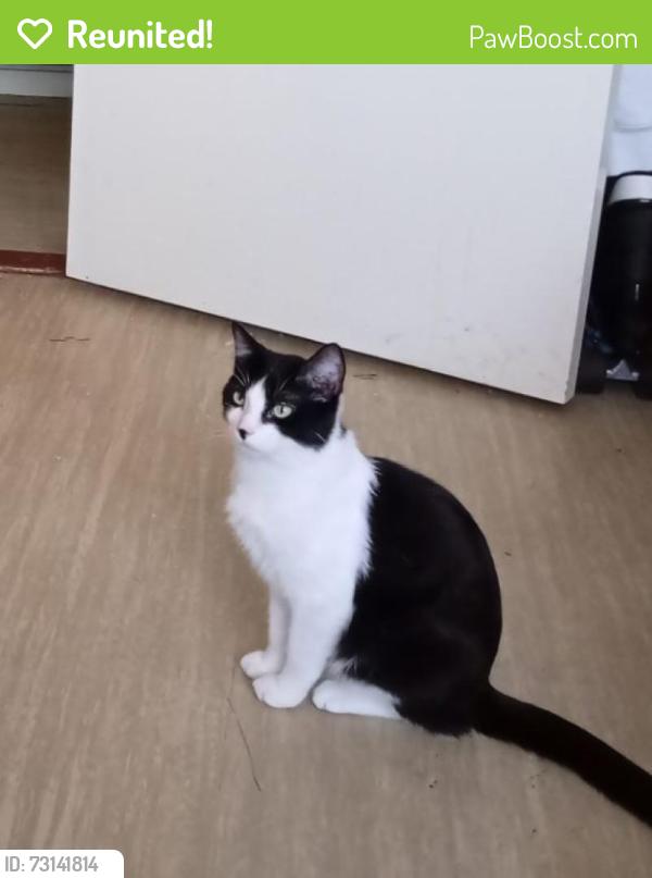 Reunited Male Cat last seen Craig's park, Greater London, England N18 2EL
