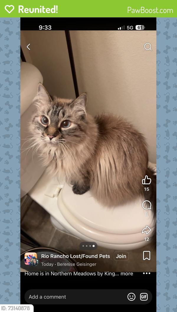 Reunited Female Cat last seen King Blvd, Rio Rancho, NM 87144