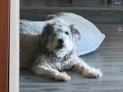 Reunited Male Dog last seen Stardust Dr N, Watauga, TX 76148, USA, Watauga, TX 76148