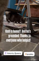 Reunited Male Cat last seen Astoria ferry stop, Queens, NY 11102
