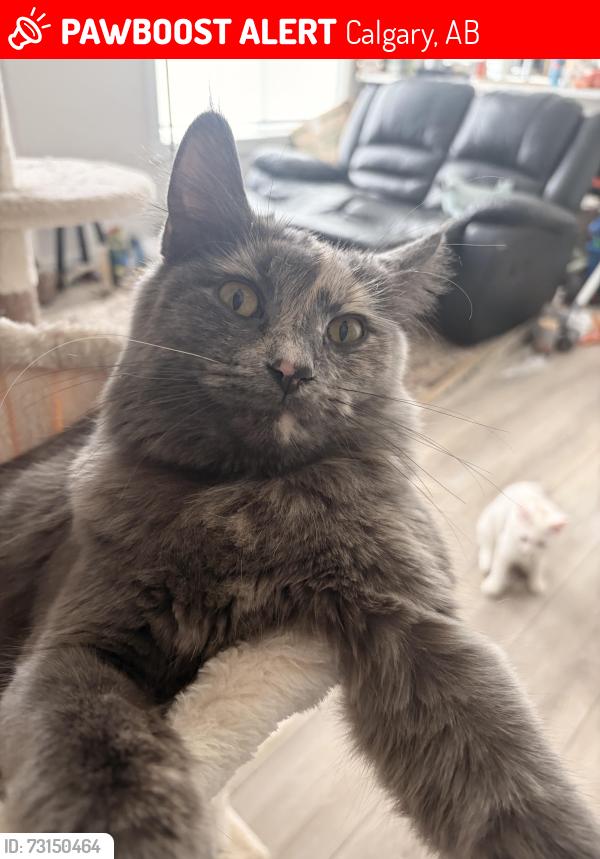 Lost Female Cat last seen Near seton way se, Calgary, AB 