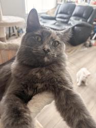 Lost Female Cat last seen Near seton way se, Calgary, AB 