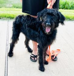 Found/Stray Female Dog last seen Bay Area Blvd & Space Center Blvd, Houston, TX 77058