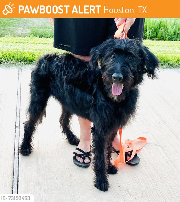 Found/Stray Female Dog last seen Bay Area Blvd & Space Center Blvd, Houston, TX 77058