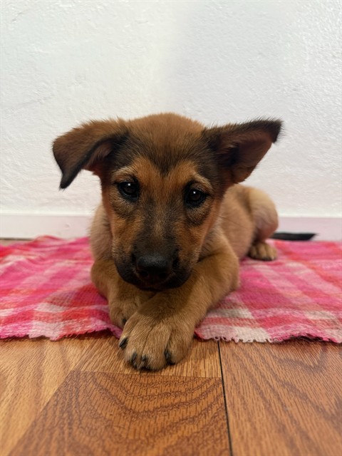 Shelter Stray Female Dog last seen Near BLOCK S ARROWHEAD, 333 Chandler Pl, San Bernardino, CA 92408, USA