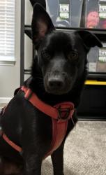 Shelter Stray Male Dog last seen CHARLOTTE, 8315 Byrum Dr, Charlotte, NC 28217, USA
