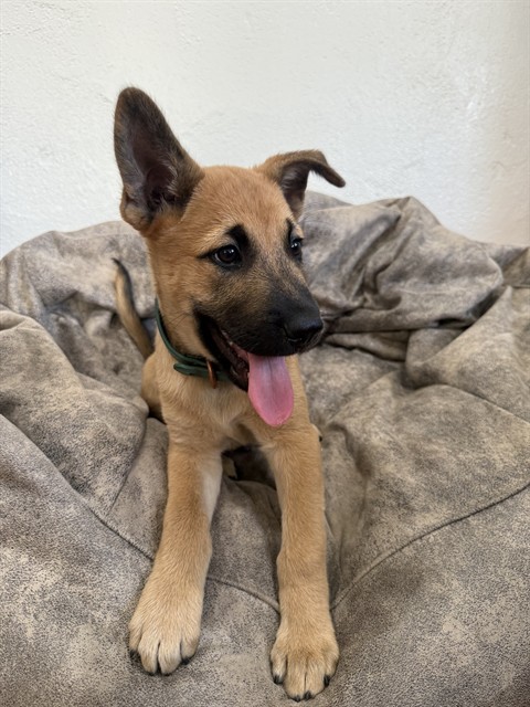 Shelter Stray Male Dog last seen Near BLOCK S ARROWHEAD, 333 Chandler Pl, San Bernardino, CA 92408, USA