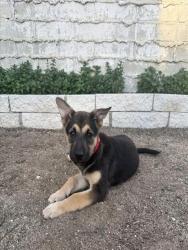 Shelter Stray Female Dog last seen Near BLOCK S ARROWHEAD, 333 Chandler Pl, San Bernardino, CA 92408, USA