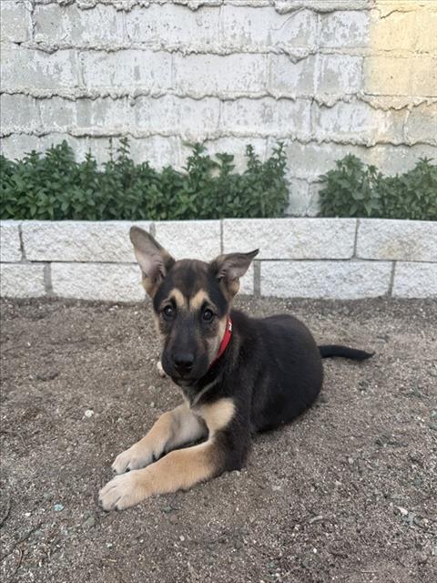 Shelter Stray Female Dog last seen Near BLOCK S ARROWHEAD, 333 Chandler Pl, San Bernardino, CA 92408, USA