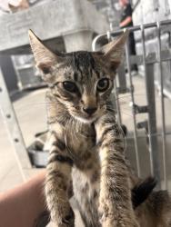 Shelter Stray Female Cat last seen BANNANA X VALLEY, 333 Chandler Pl, San Bernardino, CA 92408, USA