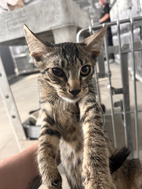 Shelter Stray Female Cat last seen BANNANA X VALLEY, 333 Chandler Pl, San Bernardino, CA 92408, USA
