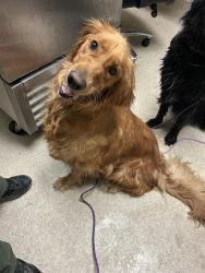 Shelter Stray Female Dog last seen Near BLOCK CHISM TRL, ONYX CA 93255, 3951 Fruitvale Ave, Bakersfield, CA 93308, USA