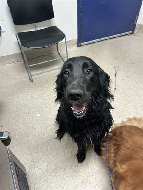 Shelter Stray Female Dog last seen Near BLOCK CHISM TRL, ONYX CA 93255, 3951 Fruitvale Ave, Bakersfield, CA 93308, USA