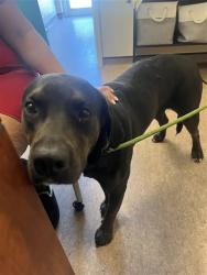 Shelter Stray Female Dog last seen Near BLOCK CHAMPLIN, 1705 S Hanley Rd, Brentwood, MO 63144, USA