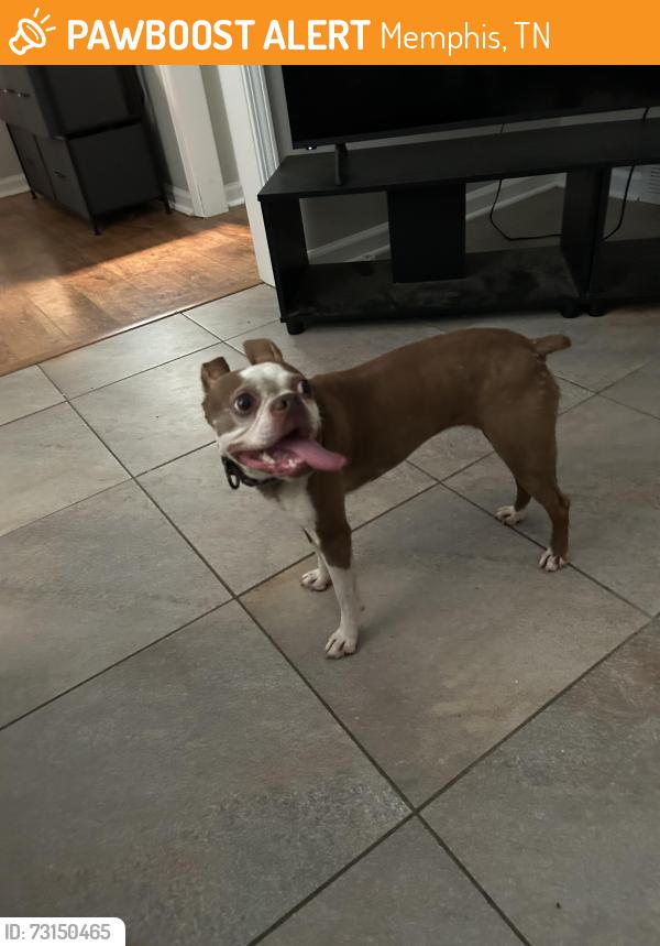 Found/Stray Unknown Dog last seen Countrywood, Memphis, TN 38016
