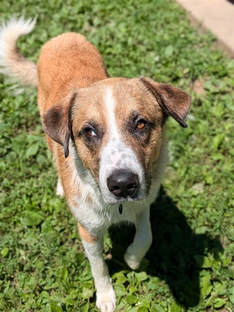 Shelter Stray Male Dog last seen OFALLON, 4850 Mid Rivers Mall Dr, St Peters, MO 63376, USA
