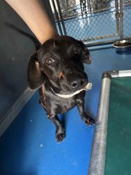 Shelter Stray Male Dog last seen Near BLK UNION AV BAKERSFIELD CA, 201 S Mt Vernon Ave, Bakersfield, CA 93307, USA