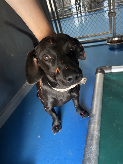Shelter Stray Male Dog last seen Near BLK UNION AV BAKERSFIELD CA, 201 S Mt Vernon Ave, Bakersfield, CA 93307, USA