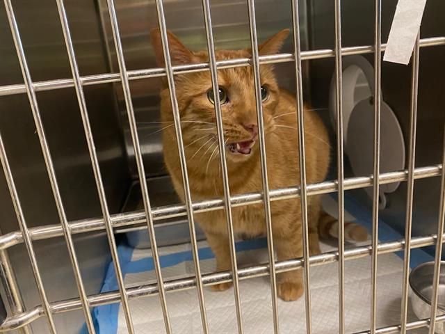Shelter Stray Male Cat last seen Near BLOCK S IOWA AVE, 3839 W Burnham St, West Milwaukee, WI 53215, USA